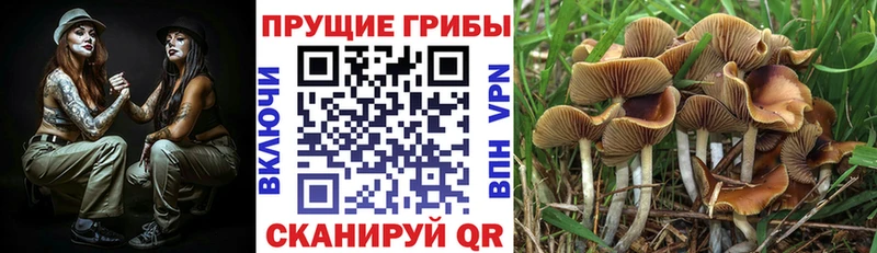 что такое Высоцк Псилоцибиновые грибы ЛСД